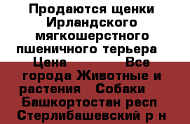 Продаются щенки Ирландского мягкошерстного пшеничного терьера › Цена ­ 30 000 - Все города Животные и растения » Собаки   . Башкортостан респ.,Стерлибашевский р-н